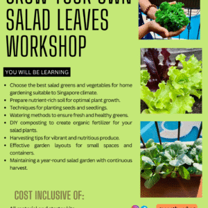 Grow Your Own Salad Workshop